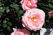 84 - Butchard Gardens  - IMG_1685